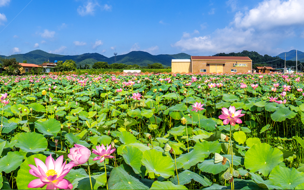 Miryang Lotus Flower Complex
