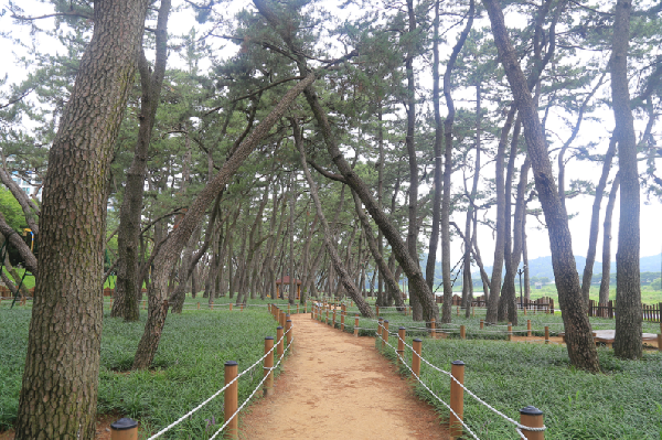 걷기 좋은 아름다운 길/밀양 삼문 송림 숲길