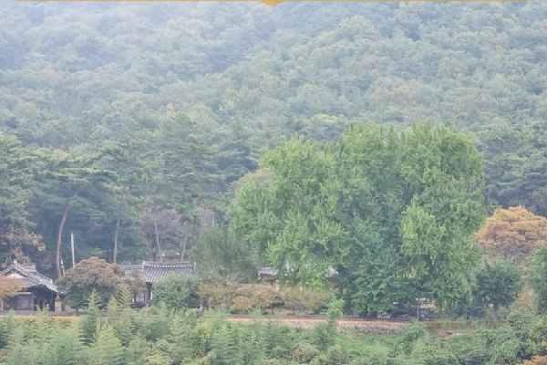 가을 단풍 여행 추천 450년 된 밀양 금시당 백곡재 은행나무